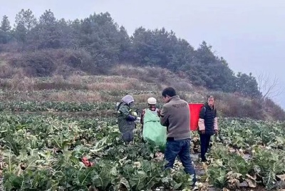 鲁甸乐红：土地流转“转”出增收新希望