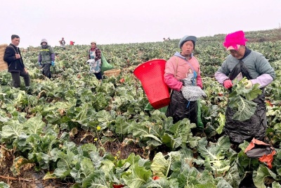 鲁甸乐红：土地流转“转”出增收新希望