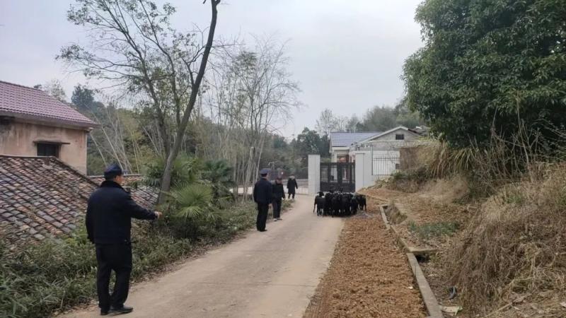 23只羊“集体出走 23只羊“集体出走
