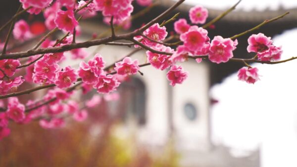 磁州水墨园： 梅花吐蕊 幽香满园