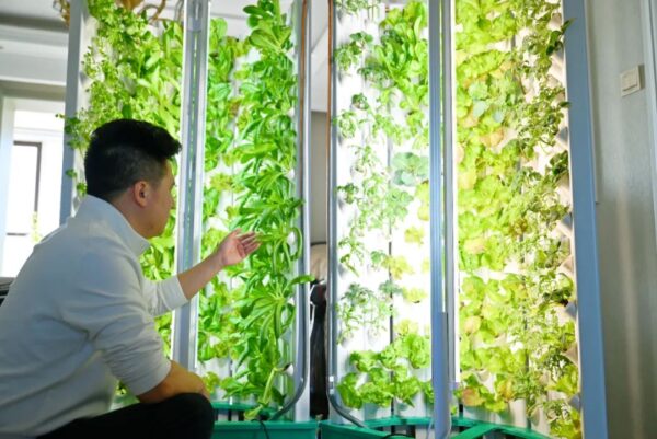 定州“80后”小伙在家把水培蔬菜种出了新花样