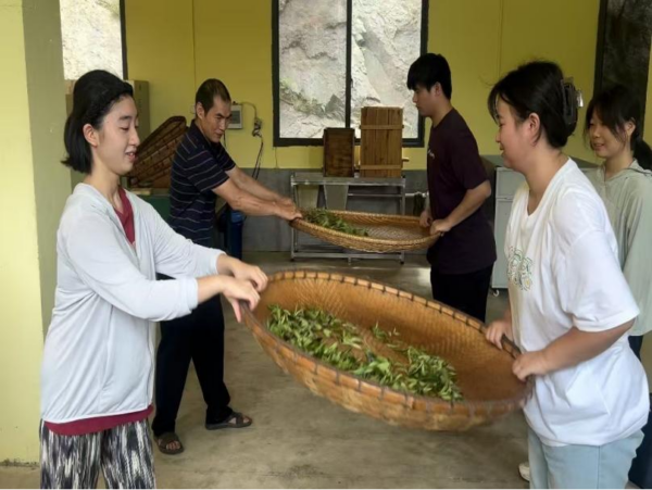 湖南中医药大学师生团队 探索茶产业绿色发展新路径