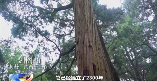 老祖宗级别的树会讲故事 速速来围观这些绿色国宝