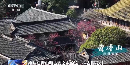 老祖宗级别的树会讲故事 速速来围观这些绿色国宝