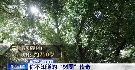 老祖宗级别的树会讲故事 速速来围观这些绿色国宝
