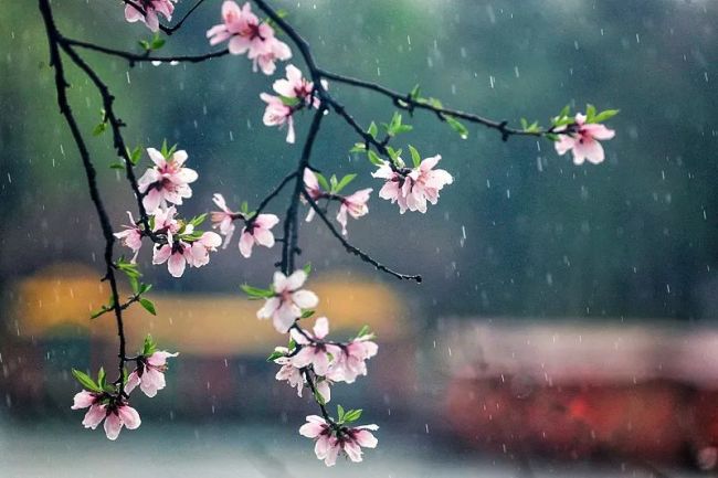 惊蛰：春雷来信，花开有期