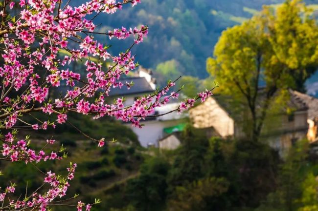惊蛰：春雷来信，花开有期