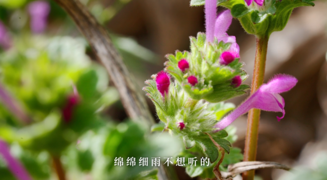 惊蛰：春雷来信，花开有期