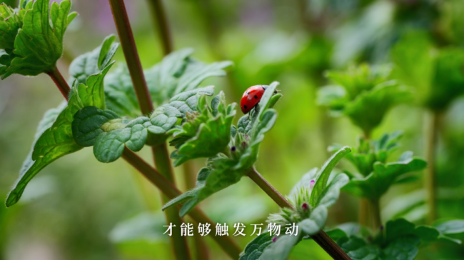 惊蛰：春雷来信，花开有期