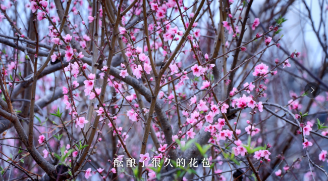 惊蛰：春雷来信，花开有期