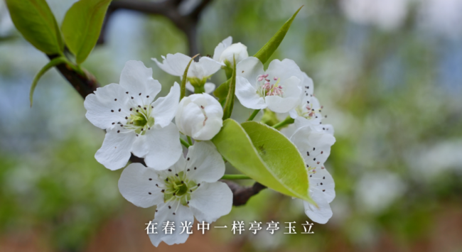 惊蛰：春雷来信，花开有期