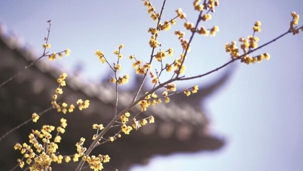 磁州水墨园： 梅花吐蕊 幽香满园