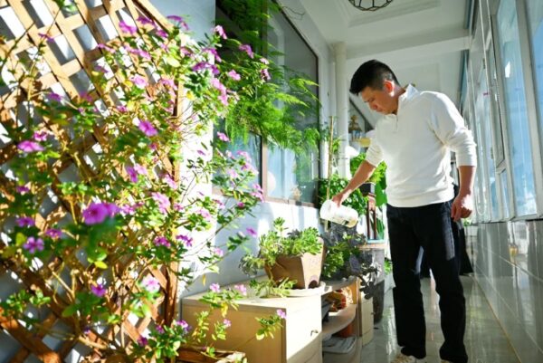 定州“80后”小伙在家把水培蔬菜种出了新花样