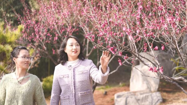 磁州水墨园： 梅花吐蕊 幽香满园