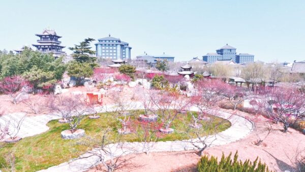磁州水墨园： 梅花吐蕊 幽香满园