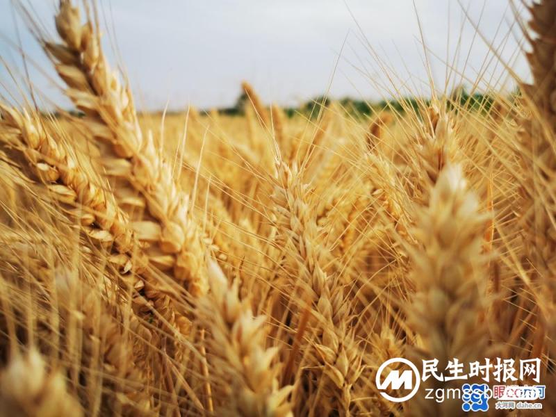 端午丰收，国富民安