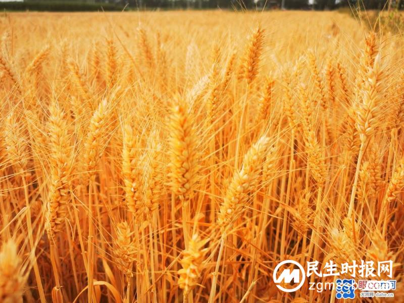 端午丰收，国富民安