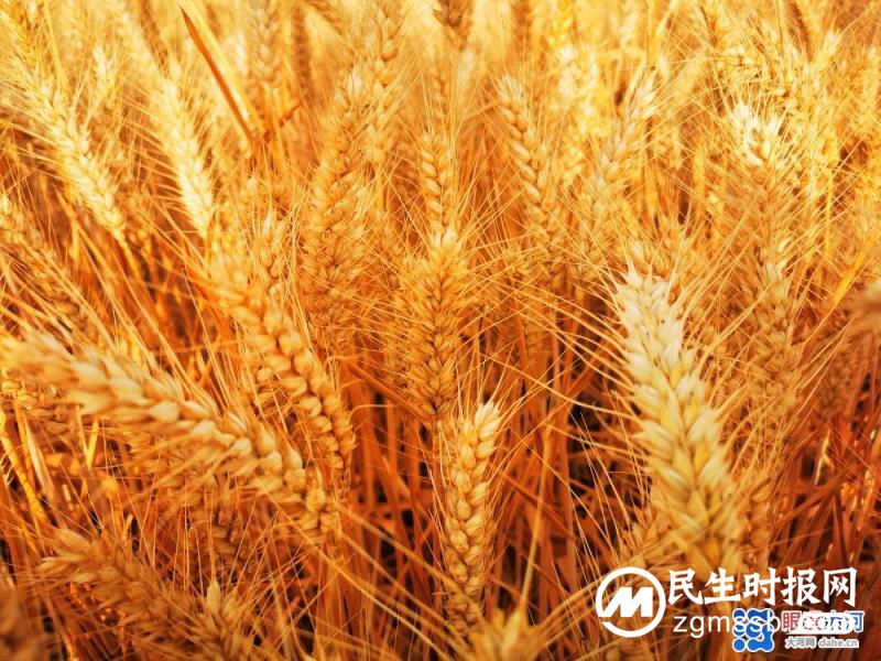 端午丰收，国富民安