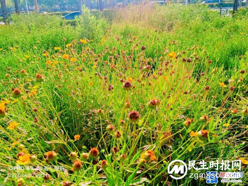 【北龙湖畔的金菊】