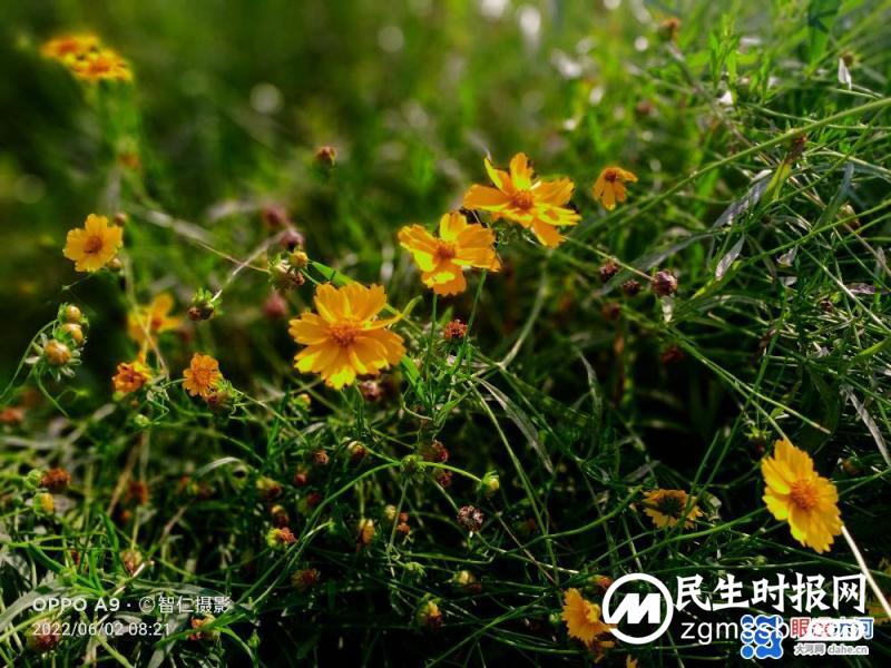 【北龙湖畔的金菊】