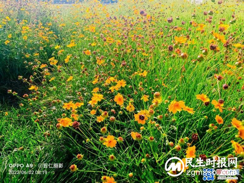 【北龙湖畔的金菊】