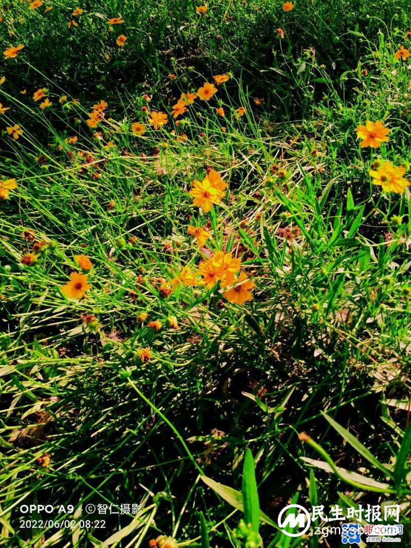 【北龙湖畔的金菊】