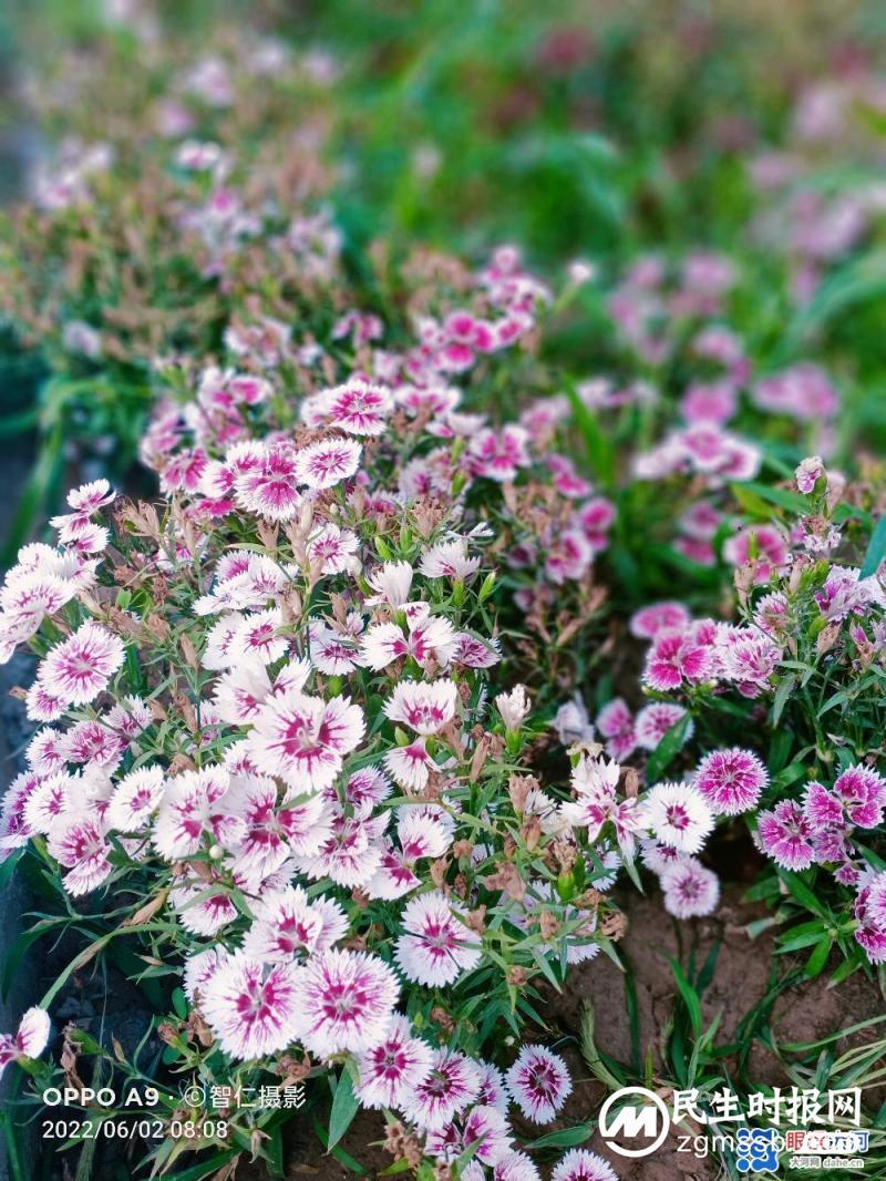 【北龙湖畔的金菊】
