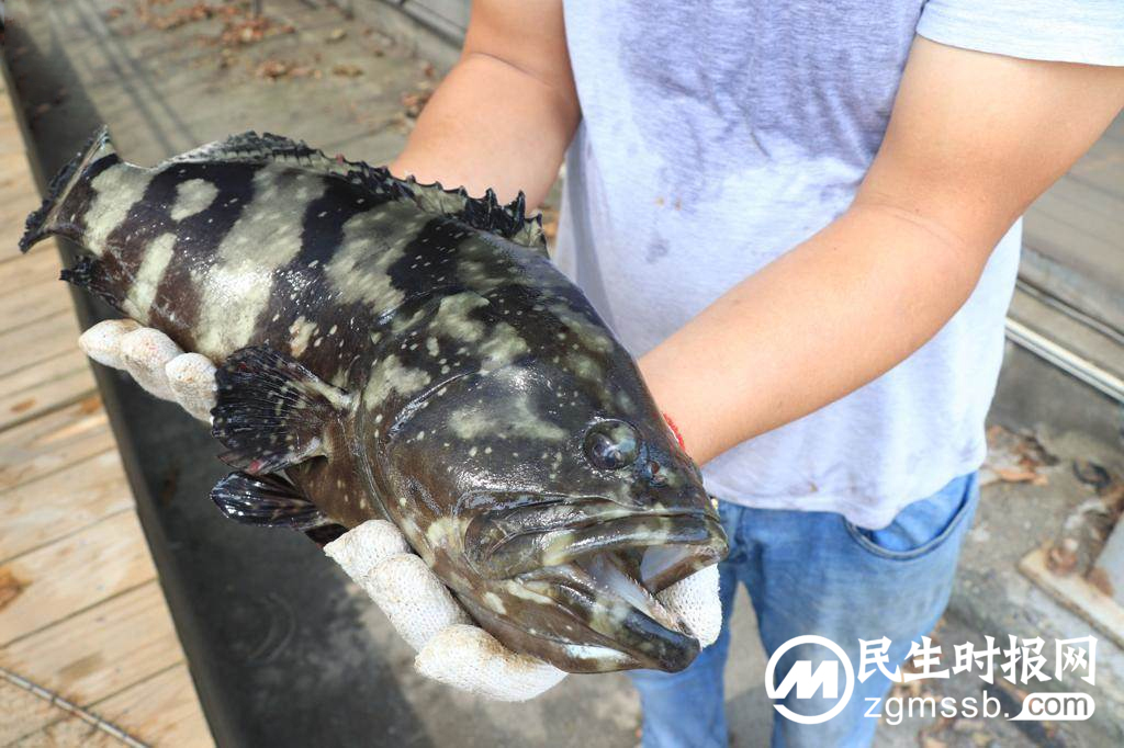 又要“掏钱挺石斑”？这次台湾人买不下去了…