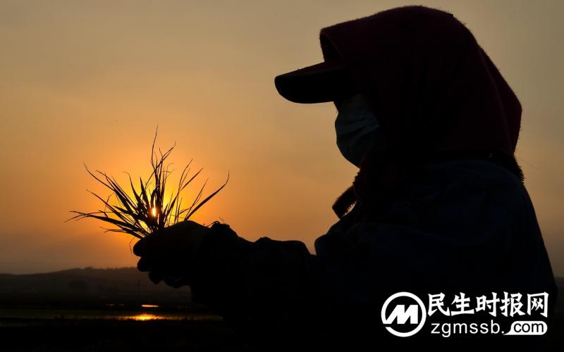 新京报：发现水稻耐高温基因 为何对世界如此重要？