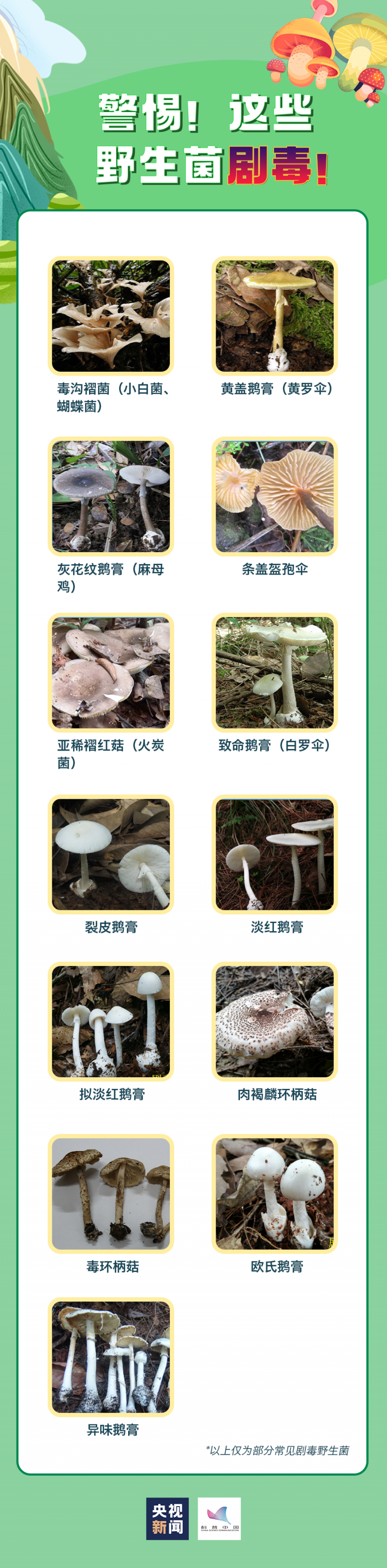 轻则呕吐腹泻,重则性命不保!真正的毒蘑菇长这样...... 轻则呕吐腹泻,重则性命不保!真正的毒蘑菇长这样......