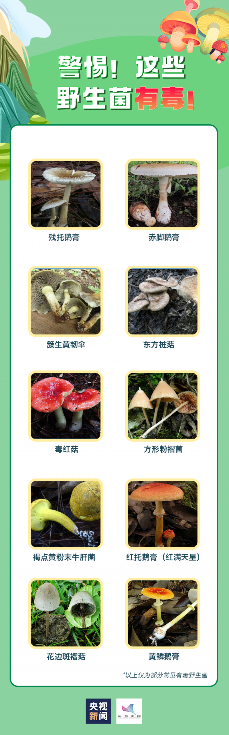 轻则呕吐腹泻,重则性命不保!真正的毒蘑菇长这样...... 轻则呕吐腹泻,重则性命不保!真正的毒蘑菇长这样......