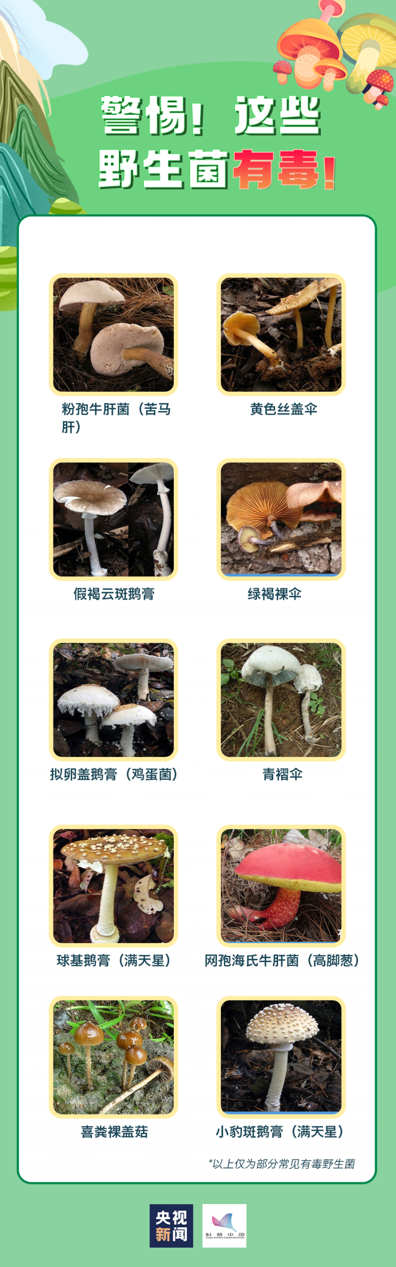 轻则呕吐腹泻,重则性命不保!真正的毒蘑菇长这样...... 轻则呕吐腹泻,重则性命不保!真正的毒蘑菇长这样......