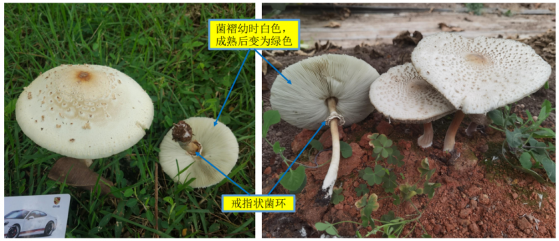 轻则呕吐腹泻,重则性命不保!真正的毒蘑菇长这样...... 轻则呕吐腹泻,重则性命不保!真正的毒蘑菇长这样......
