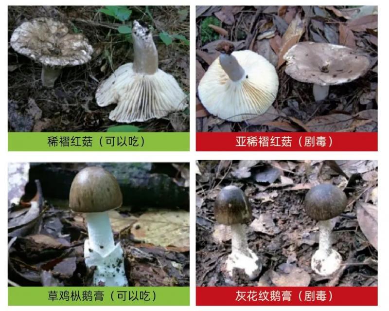 轻则呕吐腹泻,重则性命不保!真正的毒蘑菇长这样...... 轻则呕吐腹泻,重则性命不保!真正的毒蘑菇长这样......