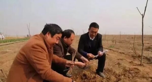 企业家风采   苗树奎：发展特色种植，“核”力拓宽致富路