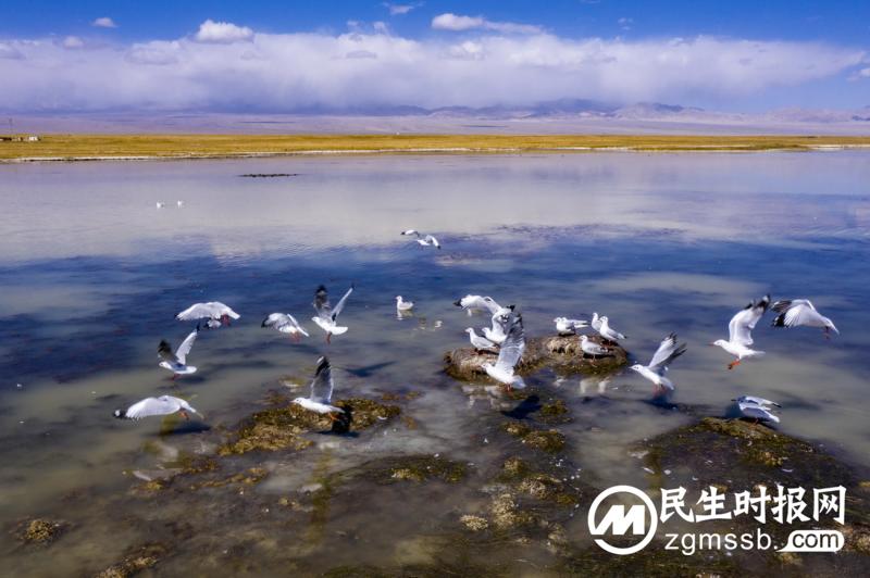 秋日苏干湖湿地【3】