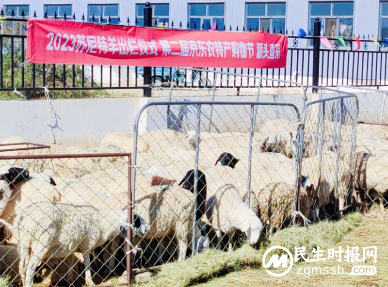 中国贵族羊肉之一苏尼特羊今日大规模出栏：40万只羊出栏 价格略有上涨 产地直采防范假冒