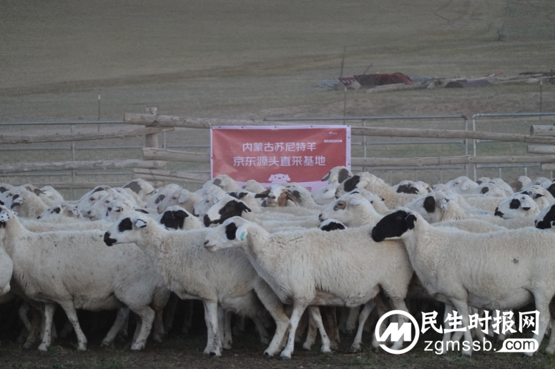 中国贵族羊肉之一苏尼特羊今日大规模出栏：40万只羊出栏 价格略有上涨 产地直采防范假冒