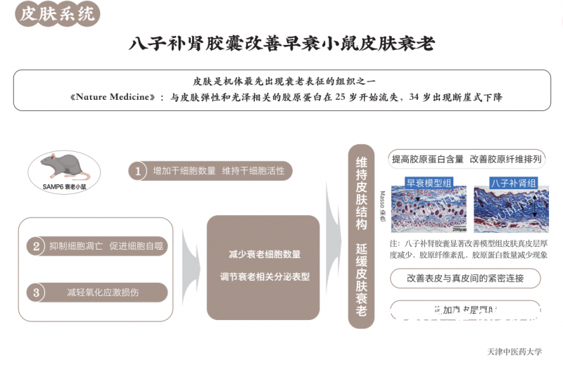 皮肤暗沉、憔悴，怎样抗衰老才有效？八子补肾胶囊延缓皮肤衰老获科研证据