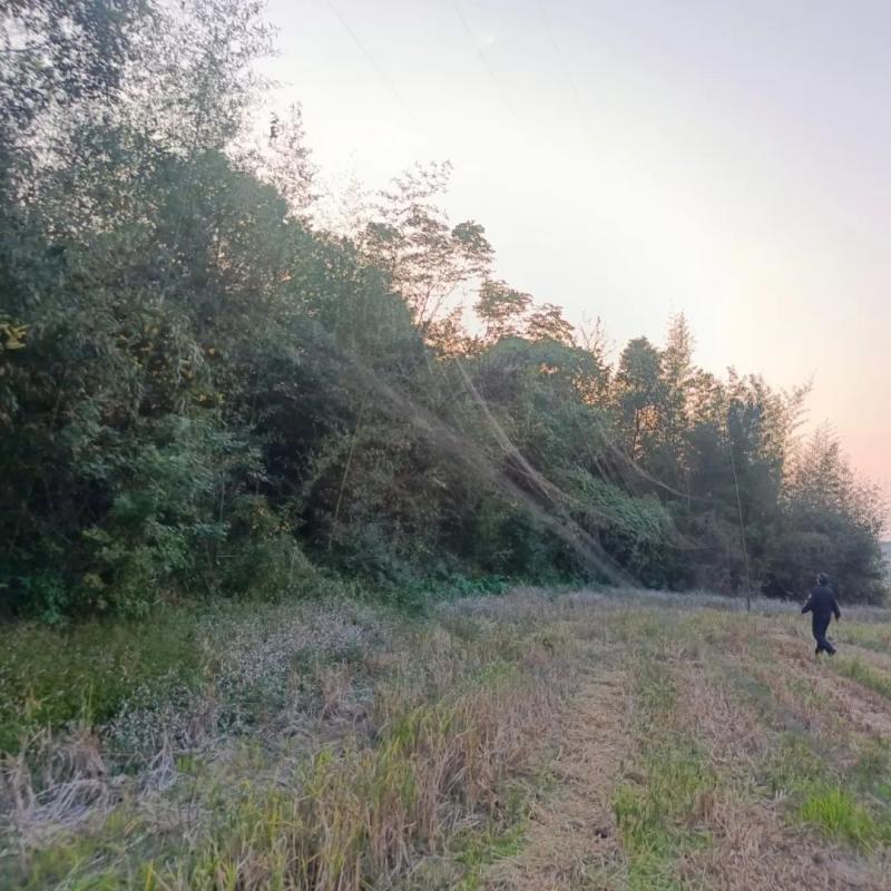 云湖桥派出所快速行动,拆除捕鸟网保护野生动物 云湖桥派出所快速行动,拆除捕鸟网保护野生动物