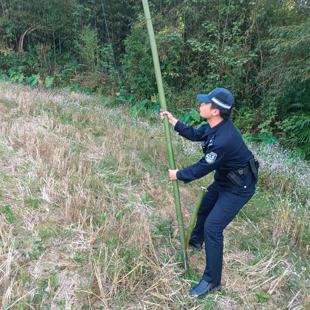 云湖桥派出所快速行动,拆除捕鸟网保护野生动物 云湖桥派出所快速行动,拆除捕鸟网保护野生动物