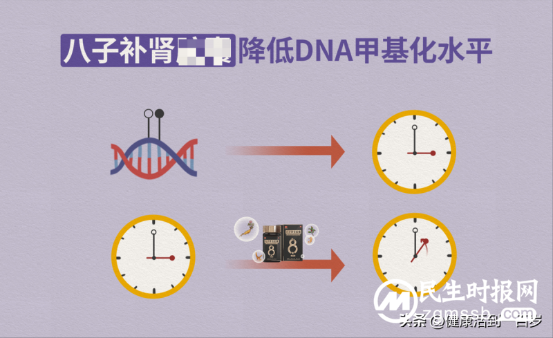 人的一生有3个衰老加速期，八子补肾帮你留住年轻态