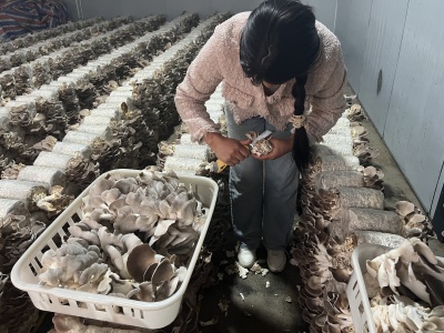 云南鲁甸：“小车间” 托起就业“大民生”